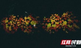 枫叶之路爆料视频最新版,揭秘神秘旅程背后的精彩故事